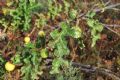 Solanum linnaeanum